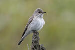 Lejsek šedý (Muscicapa striata)