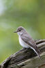 Lejsek šedý (Muscicapa striata)