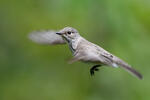 Lejsek šedý (Muscicapa striata)