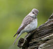 Lejsek šedý (Muscicapa striata)