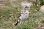 Linduška horská (Anthus spinoletta)