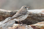 Linduška horská (Anthus spinoletta)