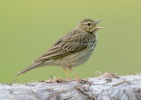 Linduška lesní (Anthus trivialis)