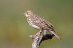 Linduška lesní (Anthus trivialis)