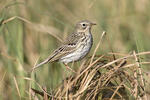 Linduška luční (Anthus pratensis)