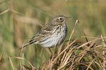 Linduška luční (Anthus pratensis)