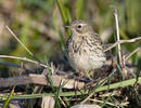 Linduška luční (Anthus pratensis)