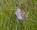 Linduška luční (Anthus pratensis)