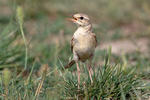 Linduška úhorní (Anthus campestris)