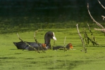 Lyska černá (Fulica atra)