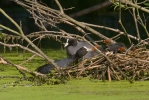 Lyska černá (Fulica atra)