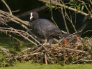 Lyska černá (Fulica atra)