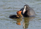 Lyska černá (Fulica atra)