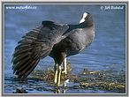 Lyska černá (Fulica atra)