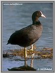 Lyska černá (Fulica atra)