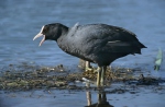 Lyska černá (Fulica atra)