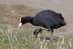 Lyska černá (Fulica atra)