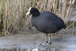 Lyska černá (Fulica atra)