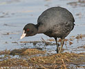 Lyska černá (Fulica atra)