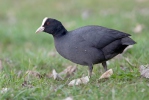 Lyska černá (Fulica atra)