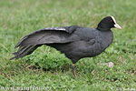 Lyska černá (Fulica atra)