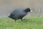 Lyska černá (Fulica atra)