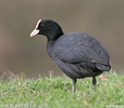 Lyska černá (Fulica atra)