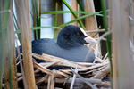 Lyska černá (Fulica atra)