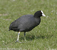 Lyska černá (Fulica atra)