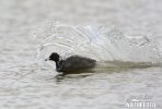 Lyska černá (Fulica atra)