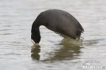 Lyska černá (Fulica atra)