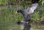 Lyska černá (Fulica atra)