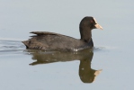 Lyska černá (Fulica atra)