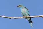 Mandelík hajní (Coracias garrulus)