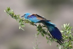 Mandelík hajní (Coracias garrulus)