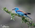 Mandelík hajní (Coracias garrulus)