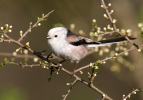 Mlynařík dlouhoocasý (Aegithalos caudatus)