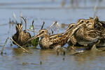 Močiarnica mekotavá (Gallinago gallinago)