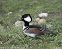 Morčák chocholatý (Mergus cucullatus)