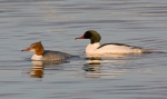 Morčák velký (Mergus merganser)