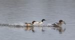 Morčák velký (Mergus merganser)