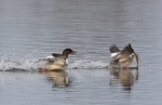 Morčák velký (Mergus merganser)