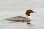 Morčák velký (Mergus merganser)