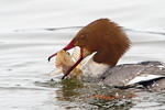 Morčák velký (Mergus merganser)