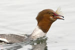 Morčák velký (Mergus merganser)