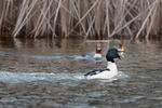 Morčák velký (Mergus merganser)