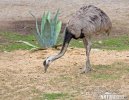 Nandu pampový (Rhea americana)