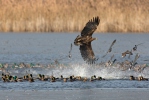 Orel mořský (Haliaeetus albicilla)