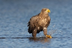 Orel mořský (Haliaeetus albicilla)