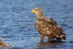 Orel mořský (Haliaeetus albicilla)